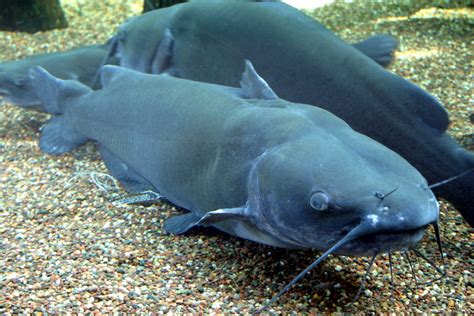 channel catfish wikipedia